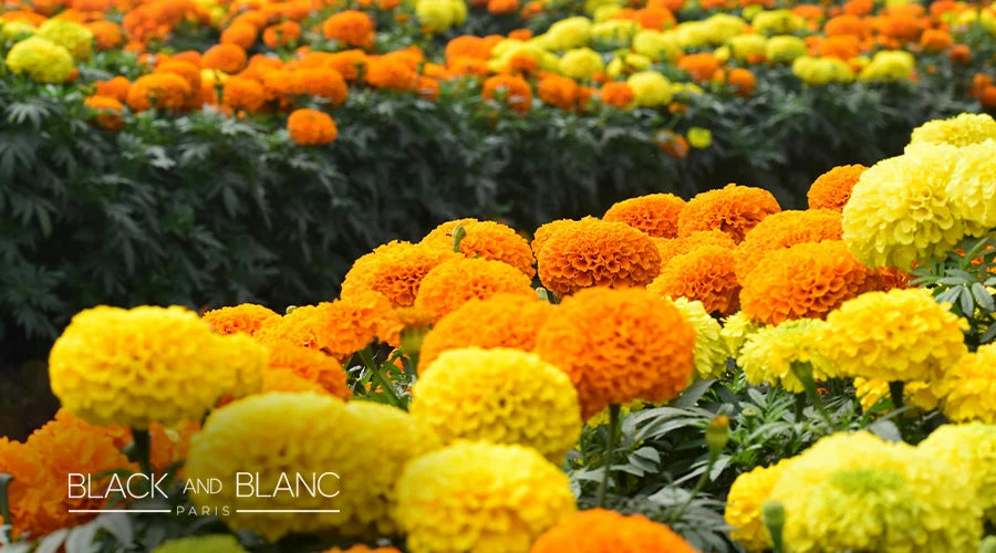 Marigolds-as-long-lasting-summer-flowers