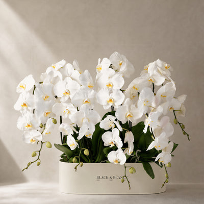 Orchids & Plants