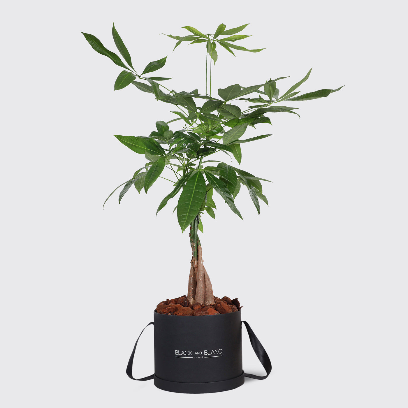 Pachira Aquatica Tree Plant