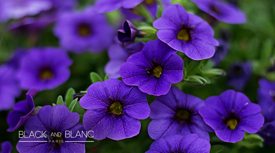 Petunias-as-long-lasting-summer-flowers