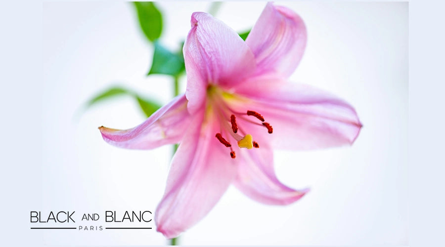 Pink-Lilies-Meaning