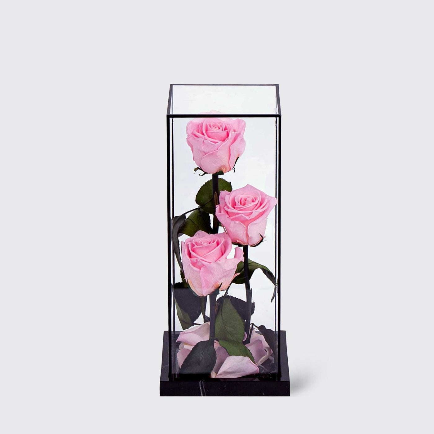 Bridal Pink Trio Bella - Infinity Roses - BLACK AND BLANC