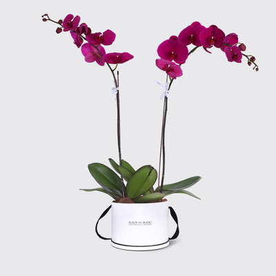 Purple Orchidées in Box - Fresh Flowers