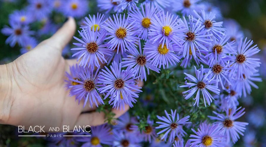 September-birth-flower -Aster