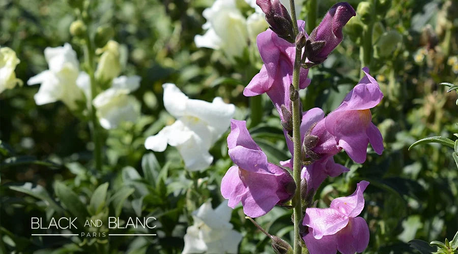 Snapdragons-as-long-lasting-summer-flowers