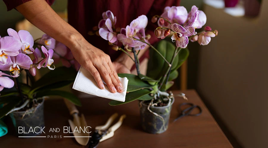 The-Step-by-Step-Guide-to-Orchid-Flower-Care