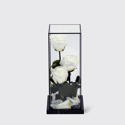 White Bella Trio - Infinity Roses - BLACK AND BLANC