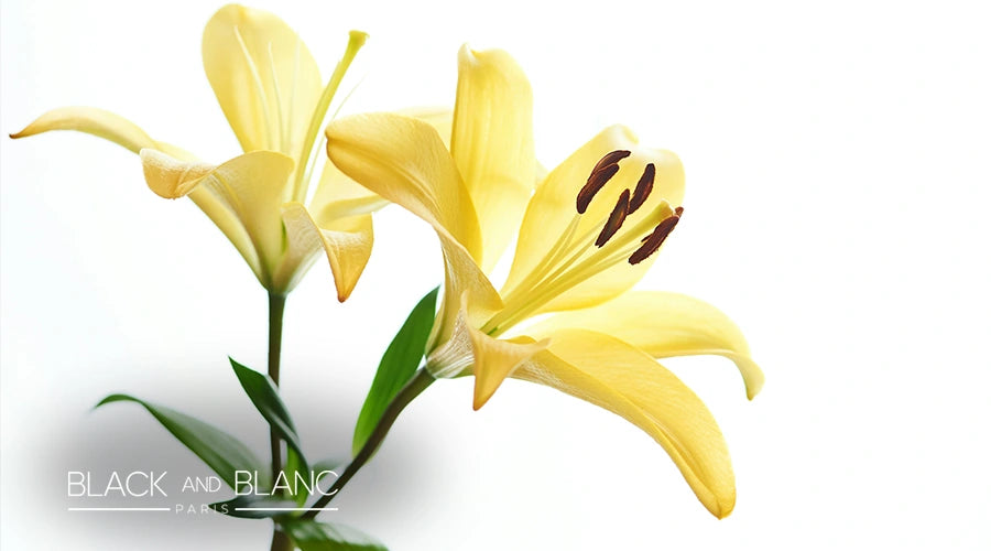 Yellow-Lilies-Meaning