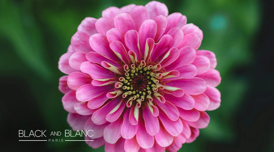 Zinnias-as-long-lasting-summer-flowers