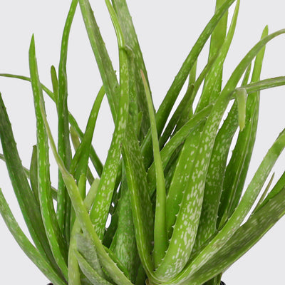 Aloe Vera Tree Plant - Box