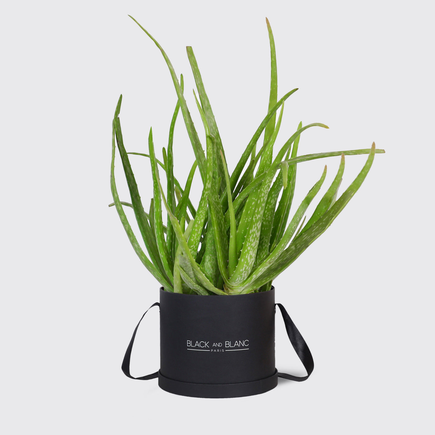 Aloe Vera Tree Plant - Box