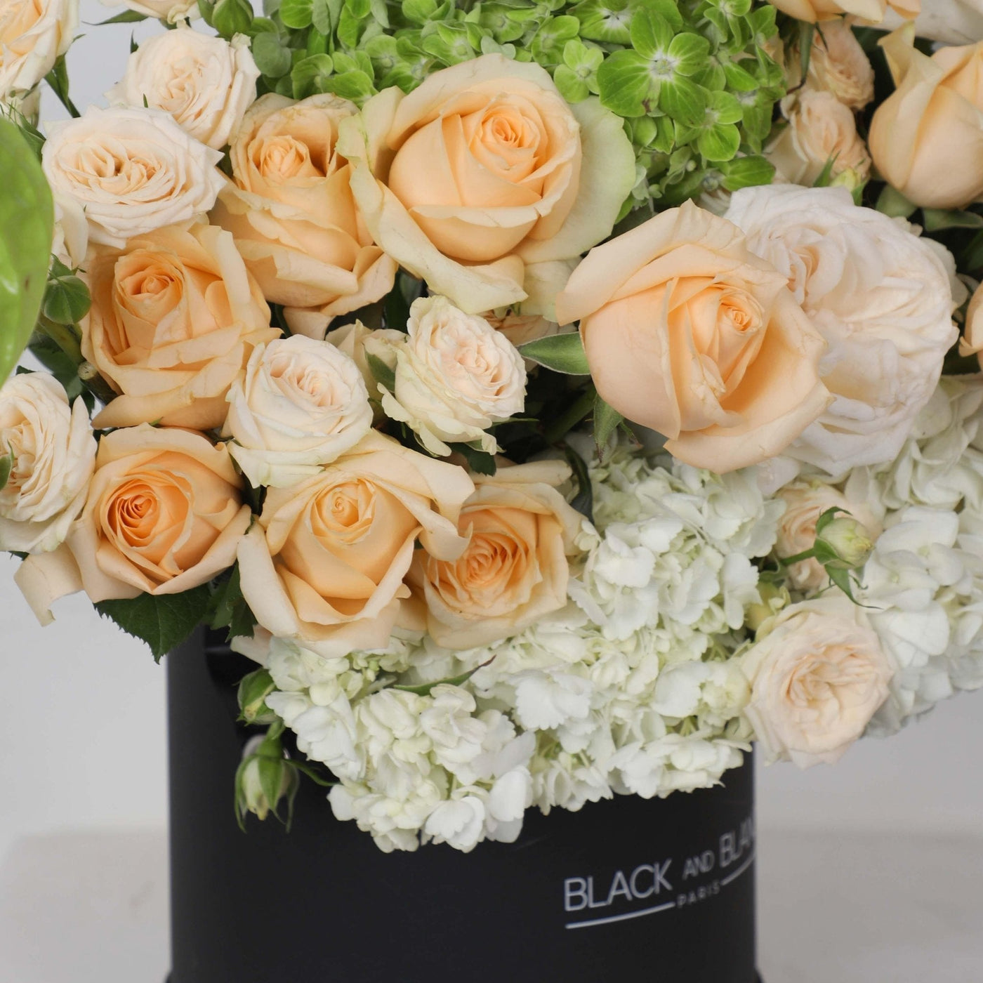 Antoinette in Box - BLACK AND BLANC