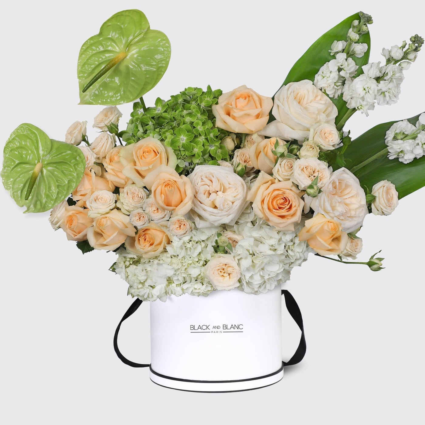 Antoinette in Box - BLACK AND BLANC