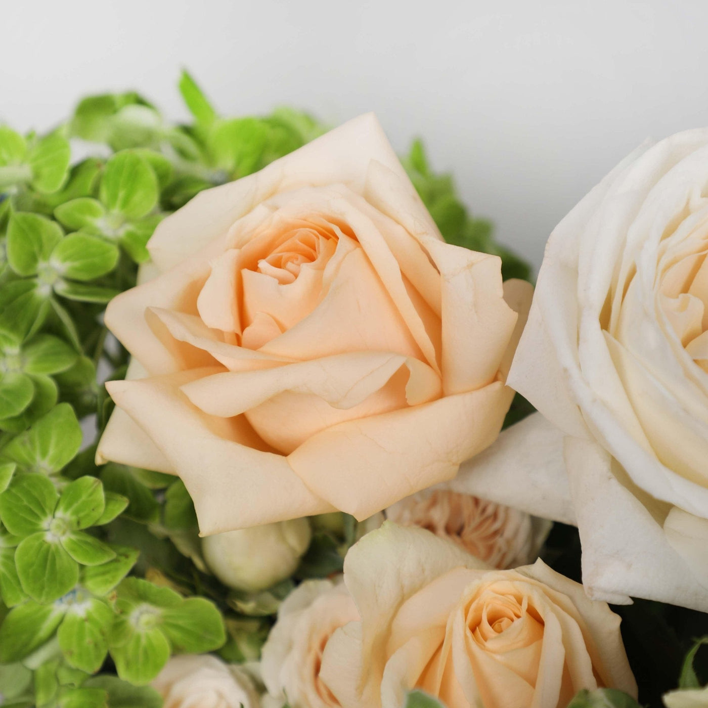 Antoinette in Box - BLACK AND BLANC