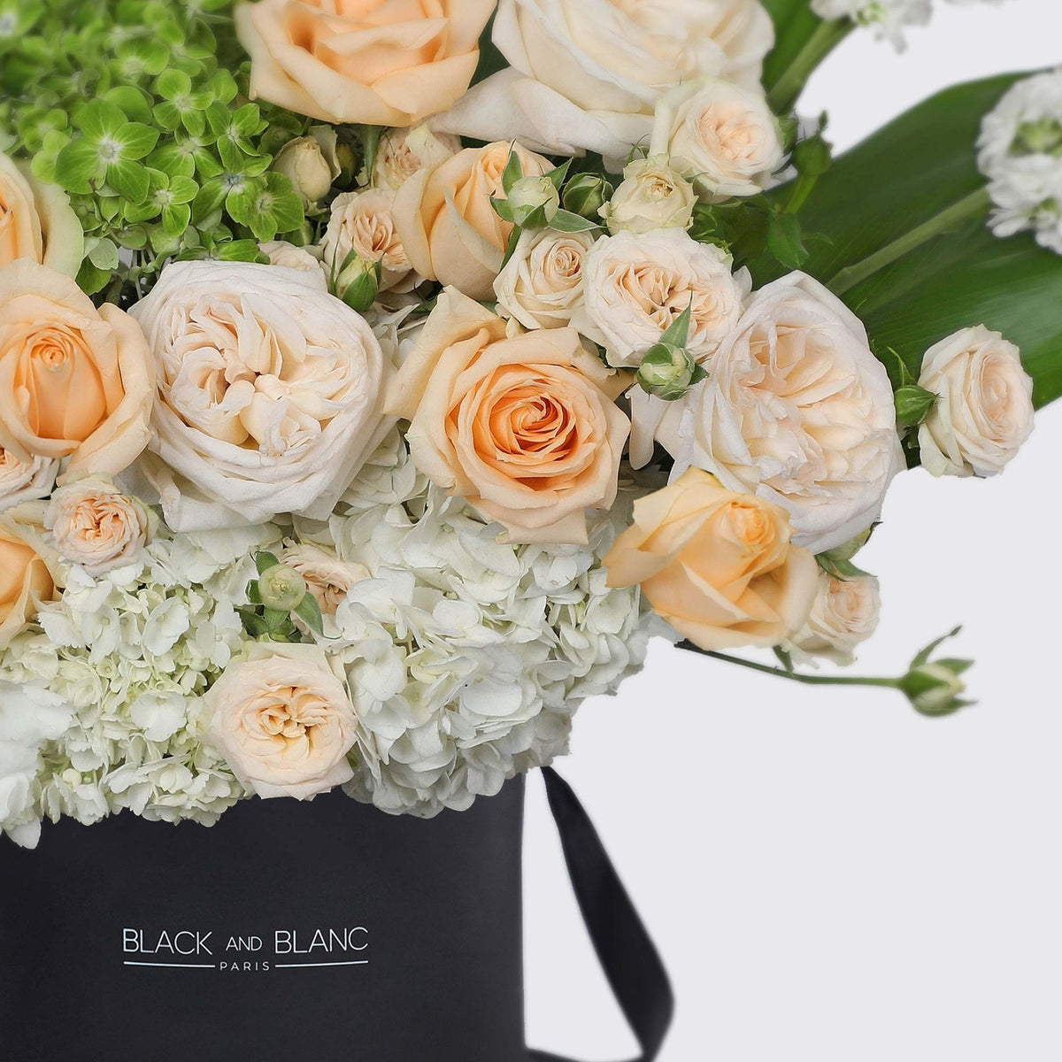 Antoinette in Box - BLACK AND BLANC