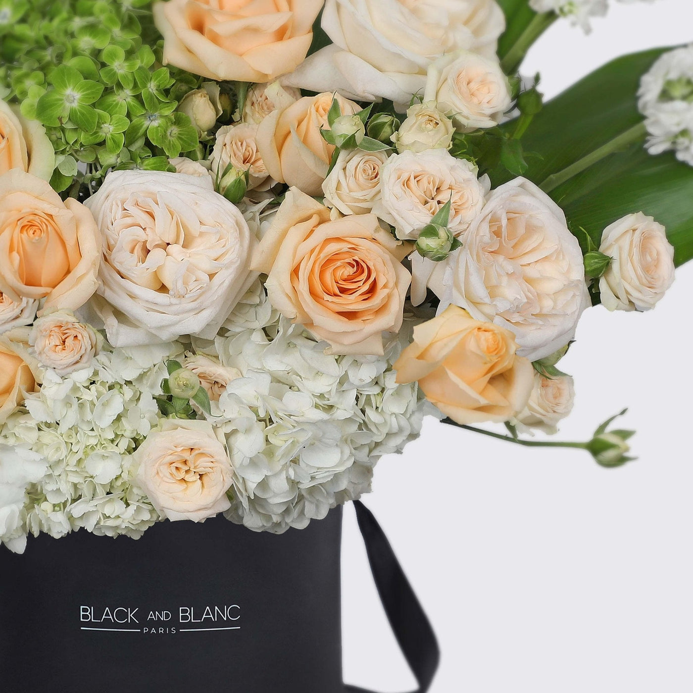 Antoinette in Box - BLACK AND BLANC