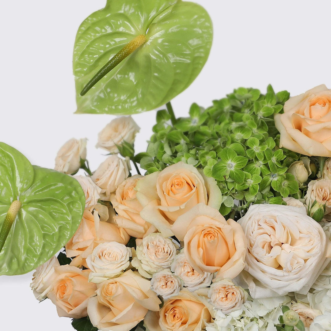 Antoinette in Box - BLACK AND BLANC