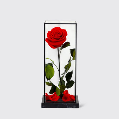 Bella Solo - Infinity Roses