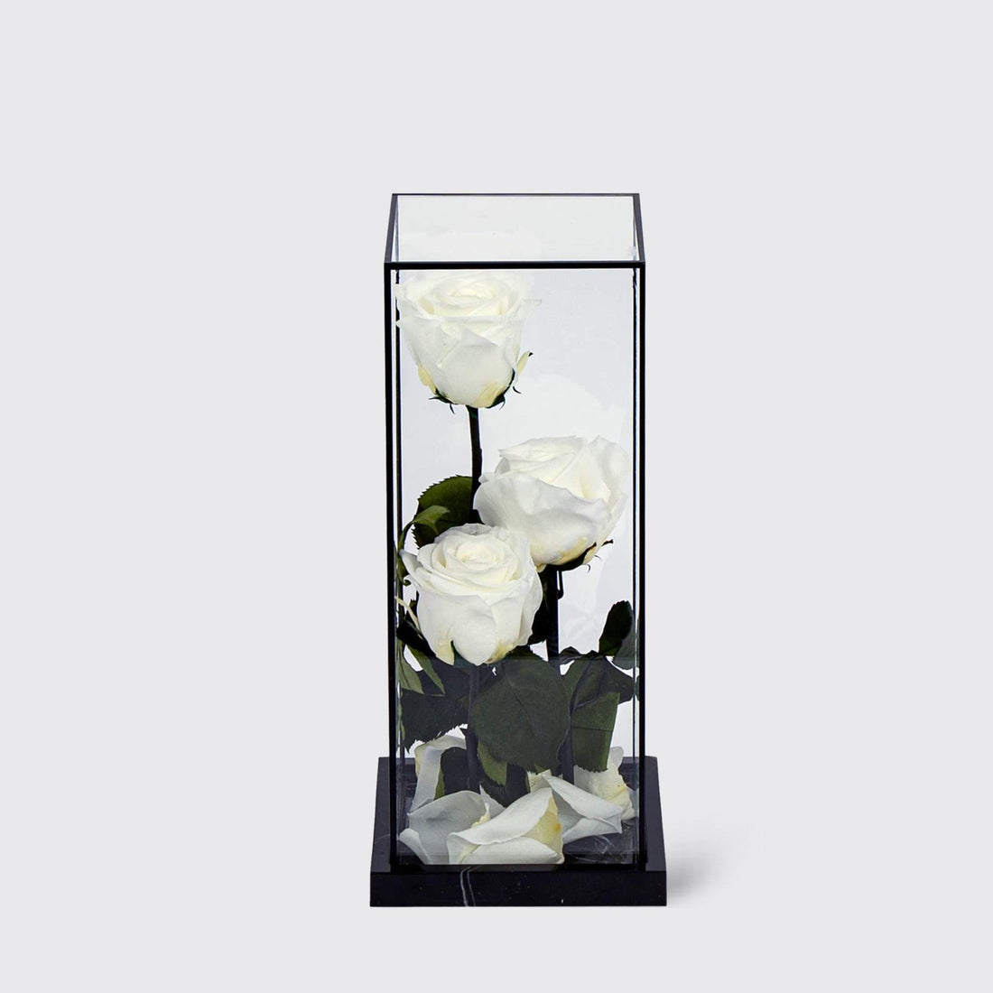 Bella Trio - Infinity Roses - BLACK AND BLANC