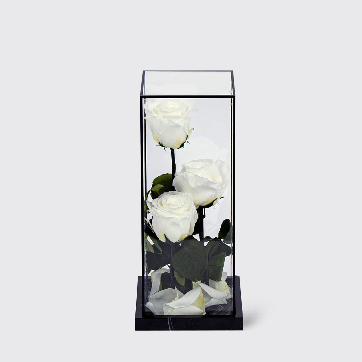 Bella Trio - Infinity Roses - BLACK AND BLANC