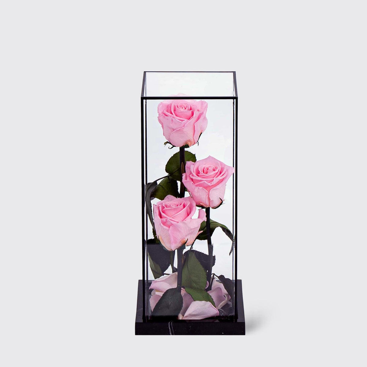 Bella Trio - Infinity Roses - BLACK AND BLANC