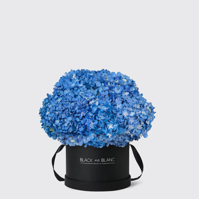 Blue Hydrangea in Box - Fresh Flowers - Le Grand / Black - Box