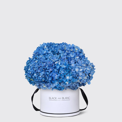 Blue Hydrangea in Box - Fresh Flowers - Le Grand / White - Box