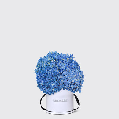 Blue Hydrangea in Box - Fresh Flowers - Le Medium / White - Box