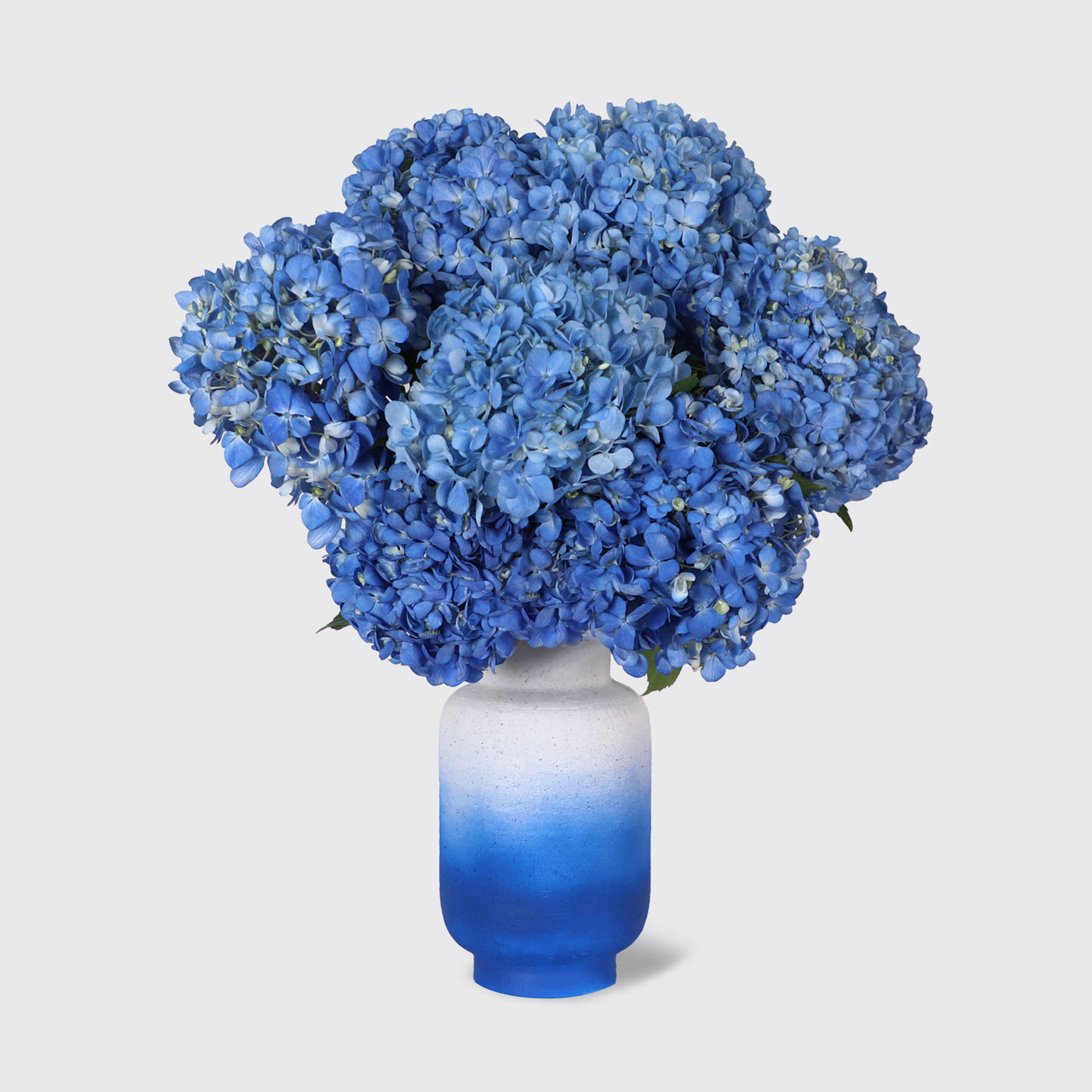 Blue Velvet Hydrangea in Vase - Fresh Flowers - Vase