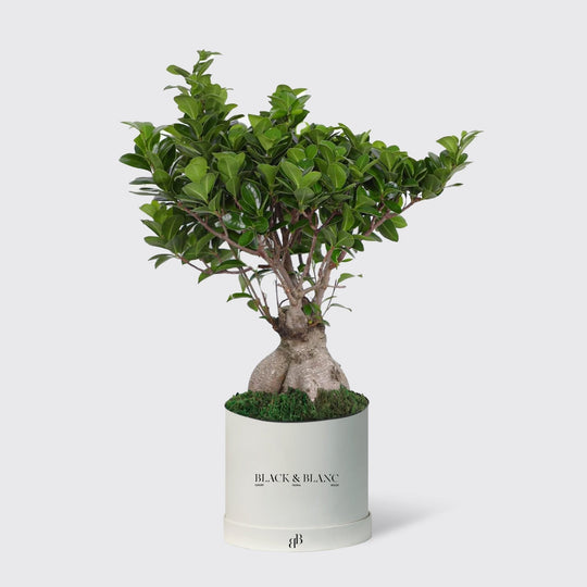 Bonsai Tree Plant - BLACK AND BLANC