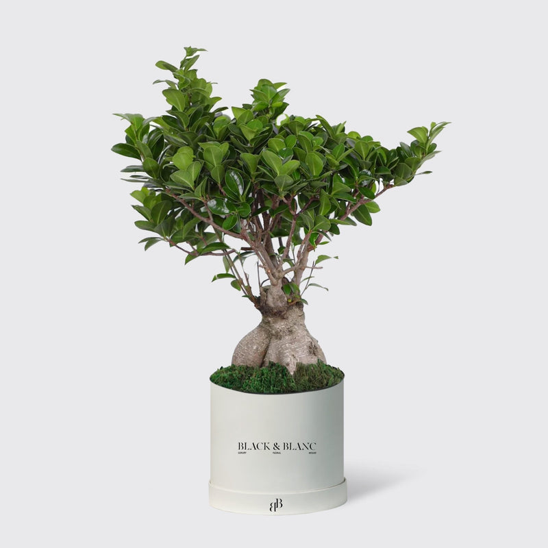 Bonsai Tree Plant - BLACK AND BLANC