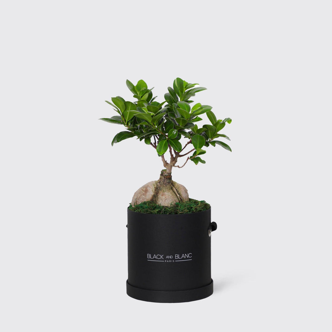 Bonsai Tree Plant - BLACK AND BLANC