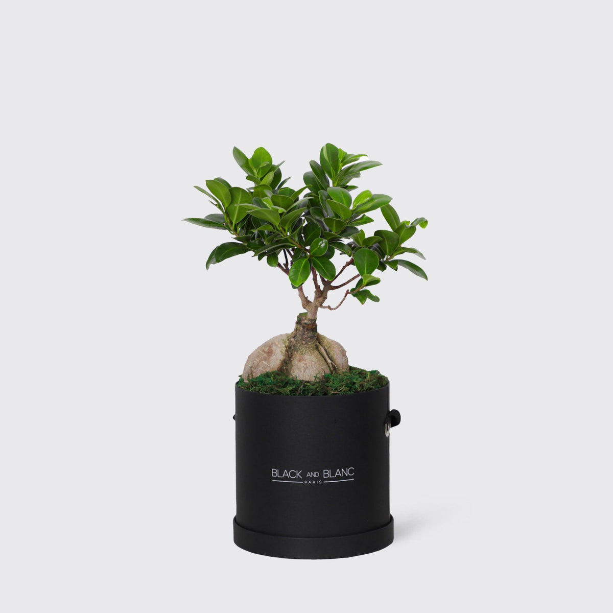 Bonsai Tree Plant - BLACK AND BLANC