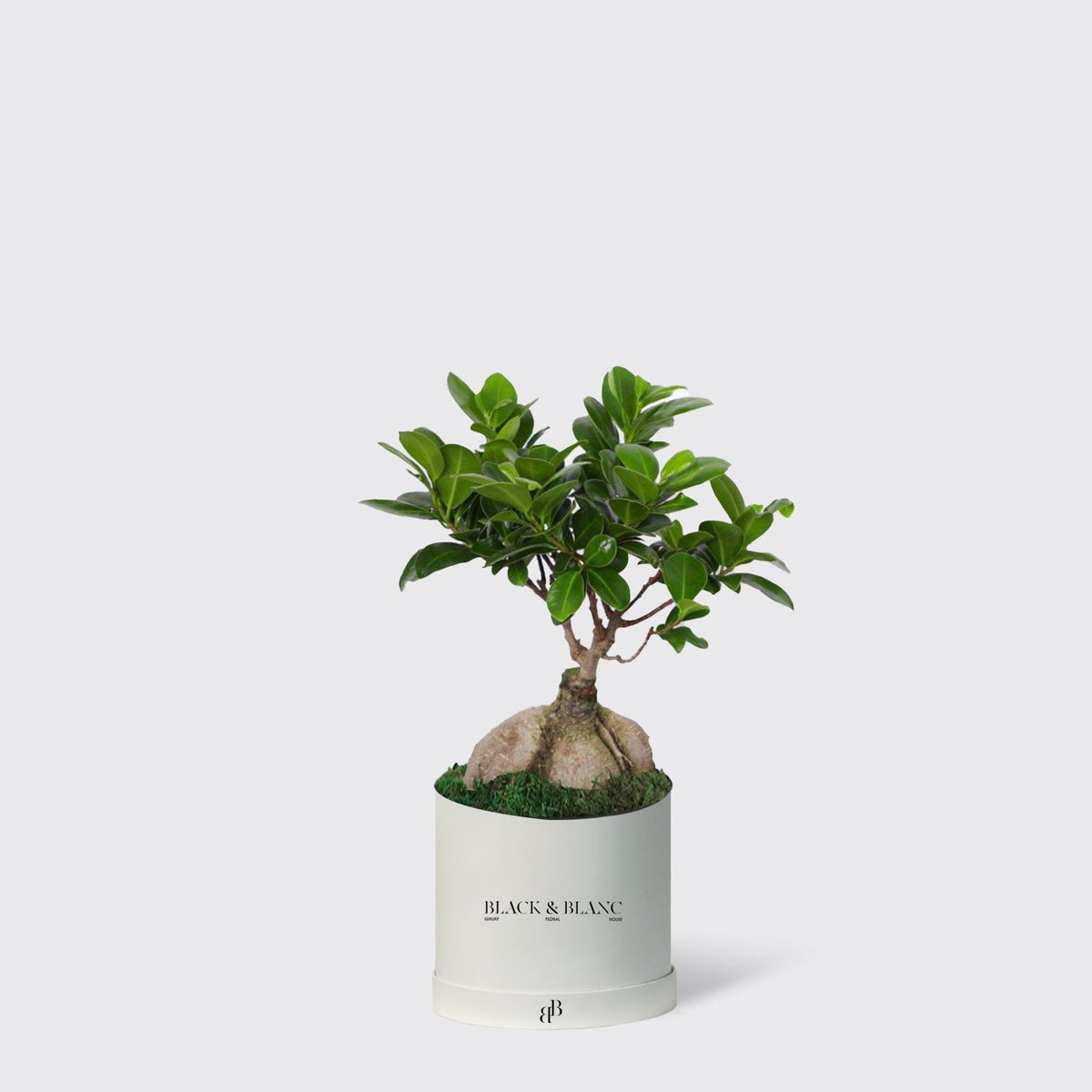 Bonsai Tree Plant - BLACK AND BLANC