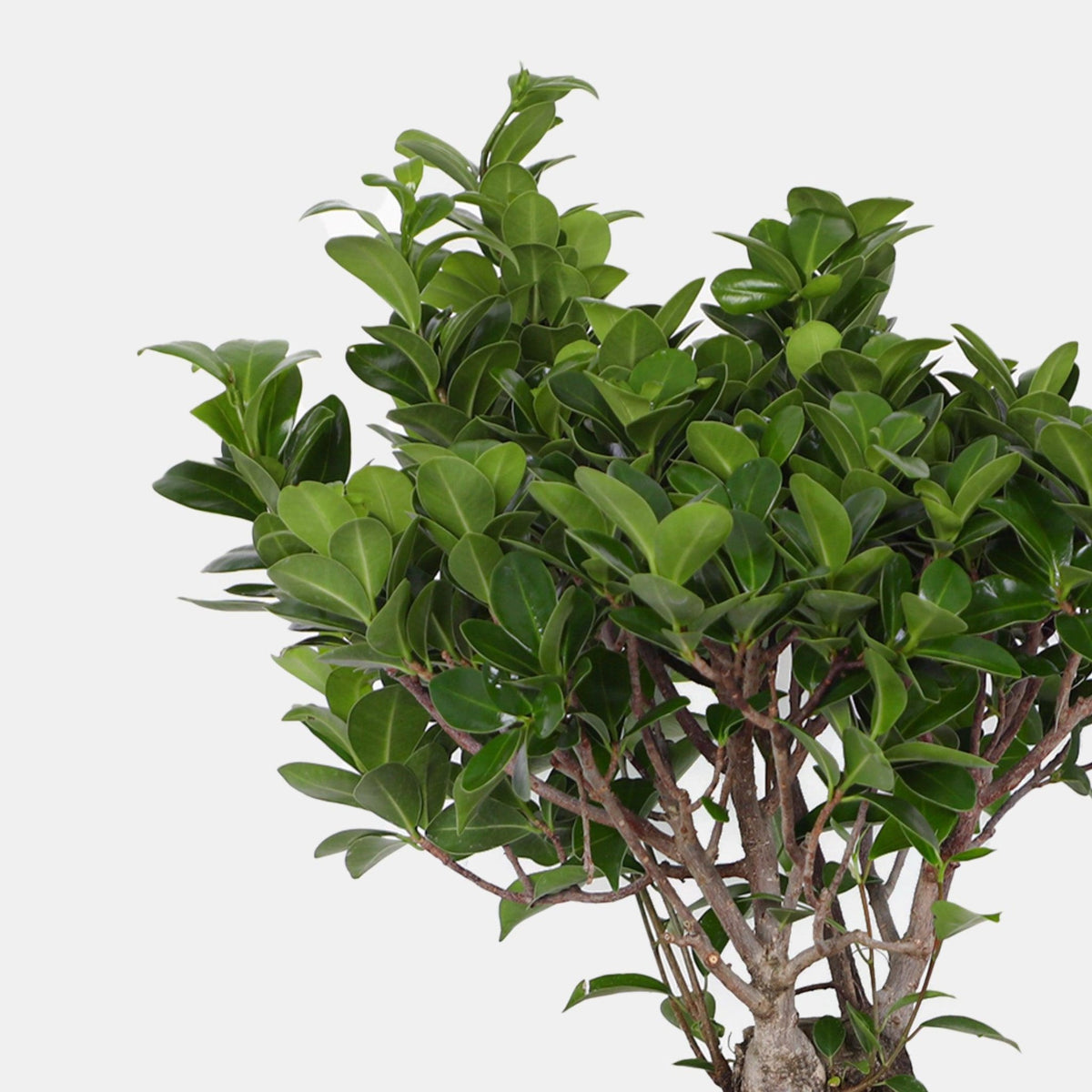 Bonsai Tree Plant - BLACK AND BLANC