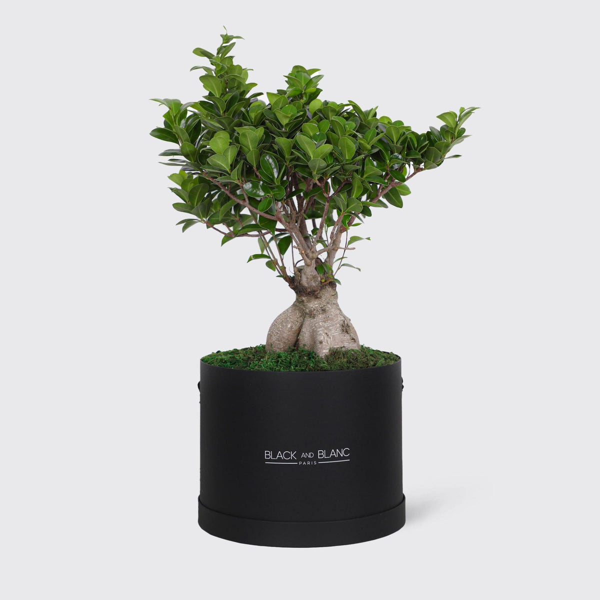Bonsai Tree Plant - BLACK AND BLANC
