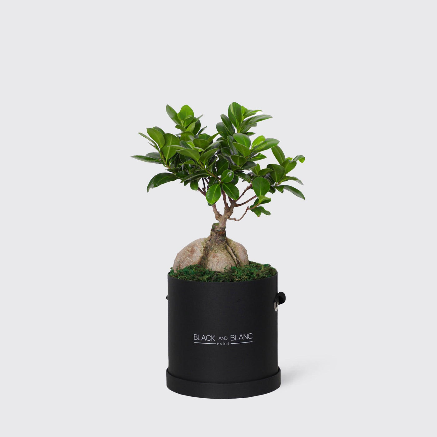 Bonsai Tree in Bouqbox - BLACK AND BLANC