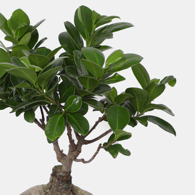 Bonsai Tree in Bouqbox - BLACK AND BLANC