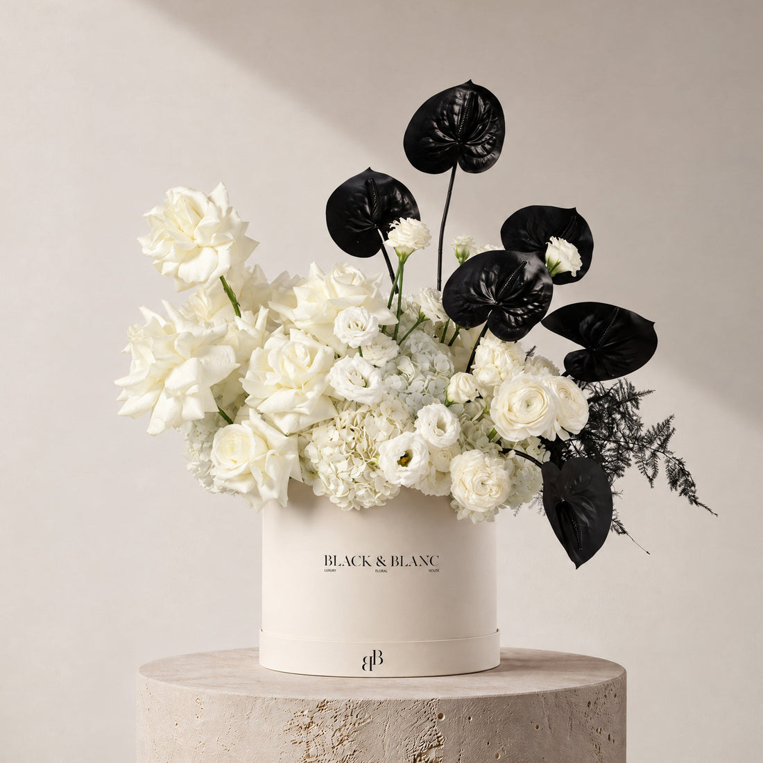 Camelia in Box - BLACK AND BLANC