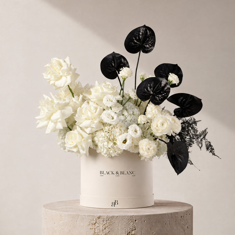 Camelia in Box - BLACK AND BLANC