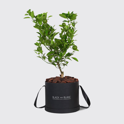 Citrus Tree Plant - Box