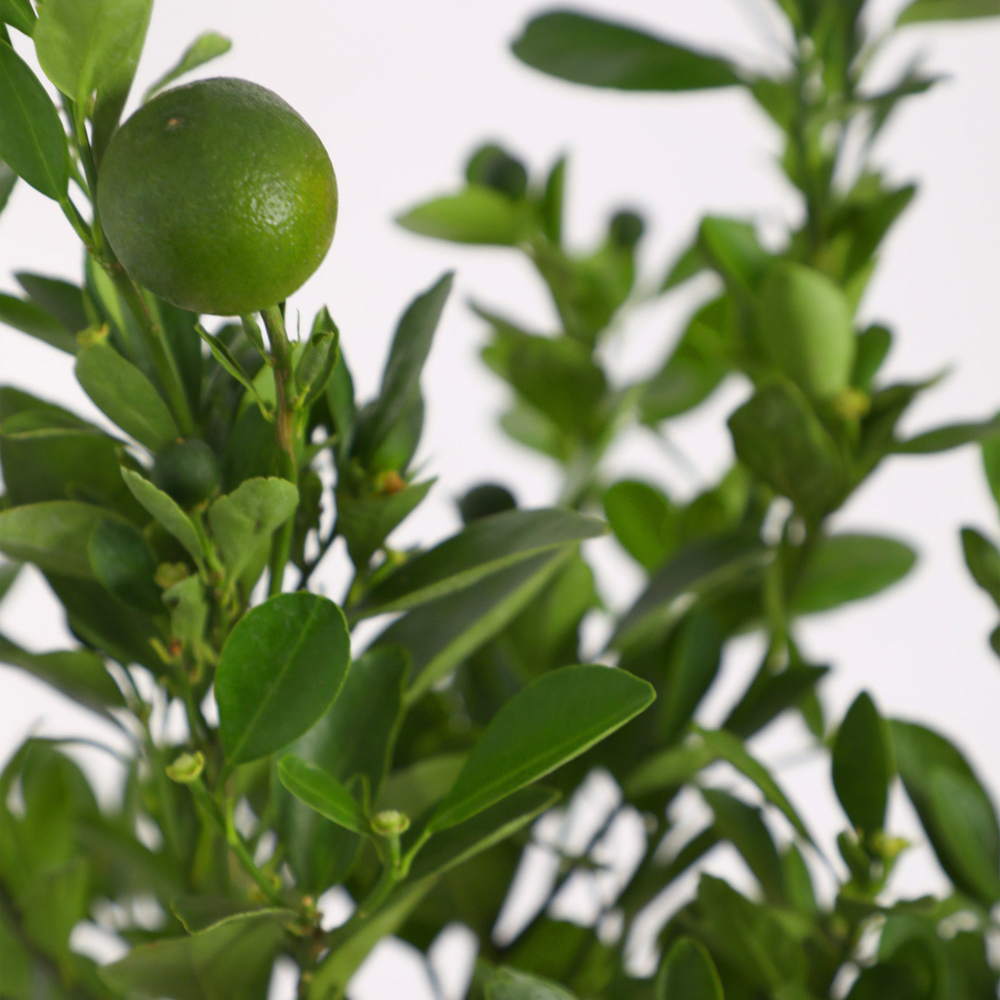 Citrus Tree Plant - Box