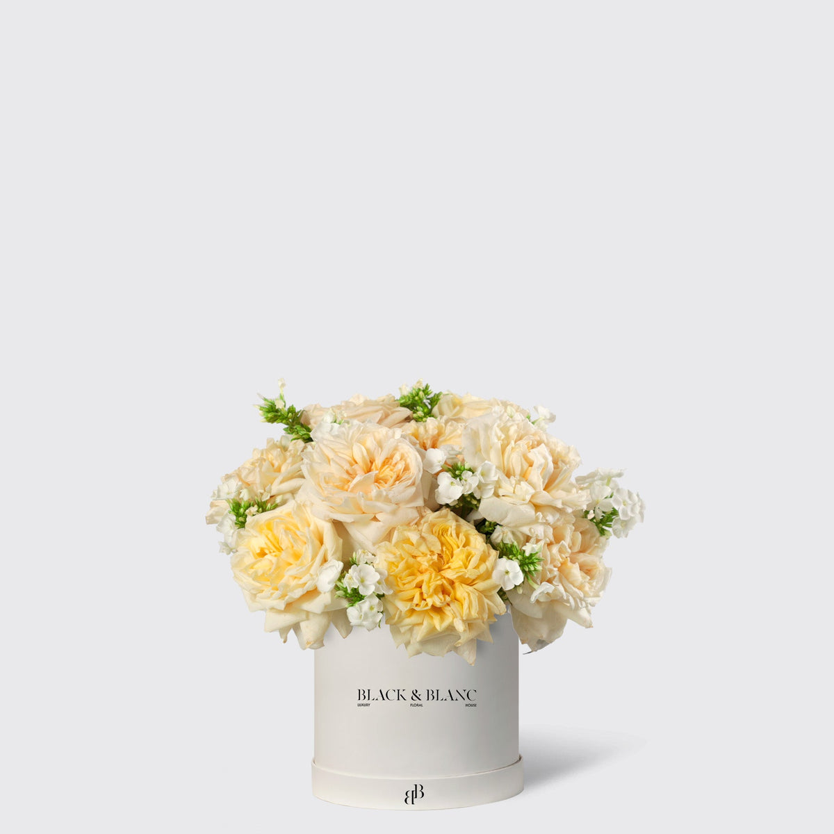 Classic Champagne Garden Rose in Box - BLACK AND BLANC