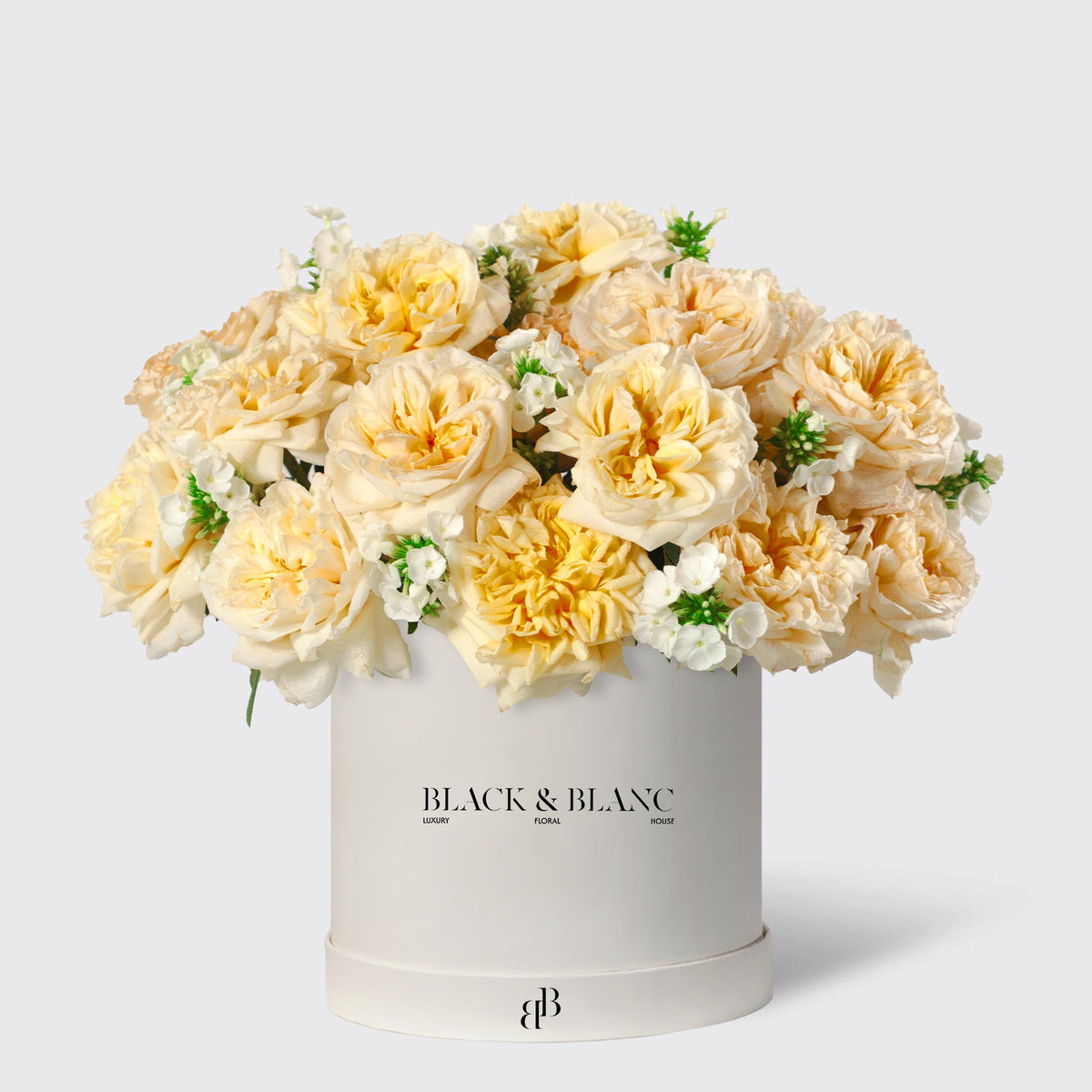 Classic Champagne Garden Rose in Box - BLACK AND BLANC
