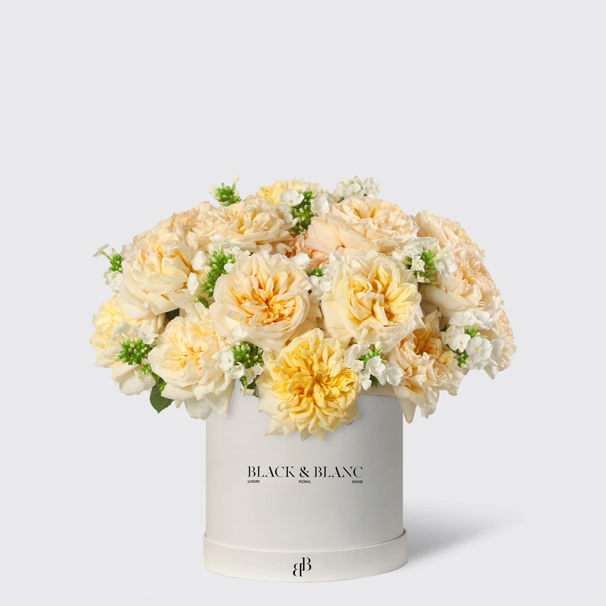 Classic Champagne Garden Rose in Box - BLACK AND BLANC