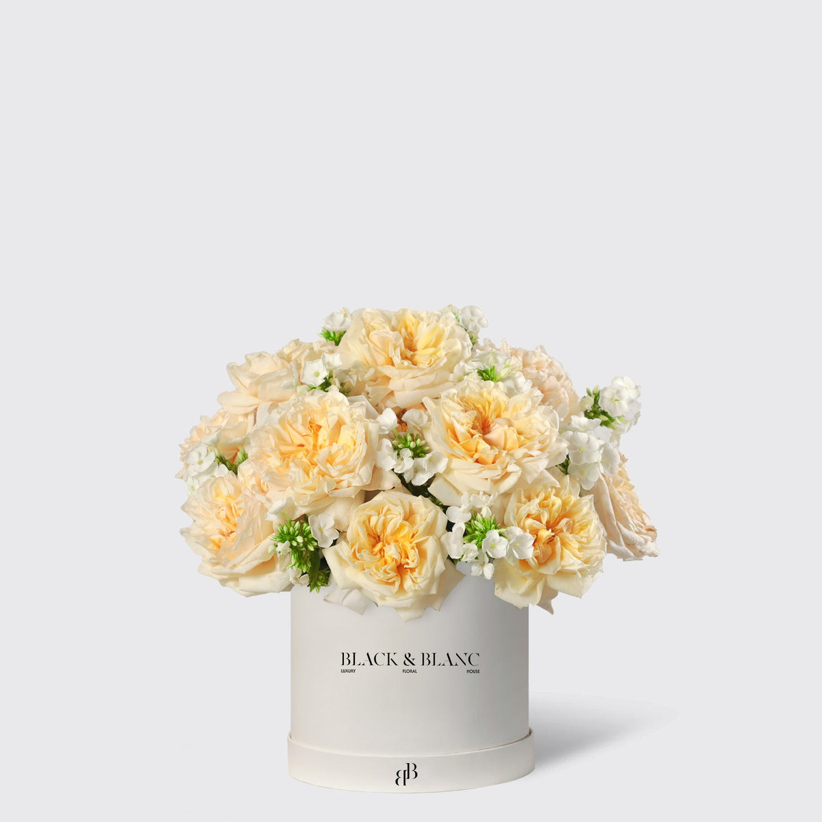 Classic Champagne Garden Rose in Box - BLACK AND BLANC