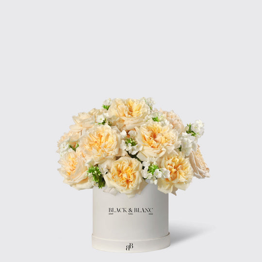 Classic Champagne Garden Rose in Box - BLACK AND BLANC