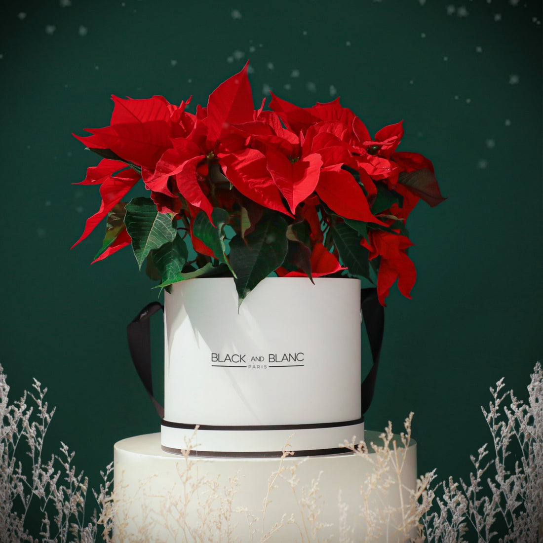 Classic Poinsettia - BLACK AND BLANC