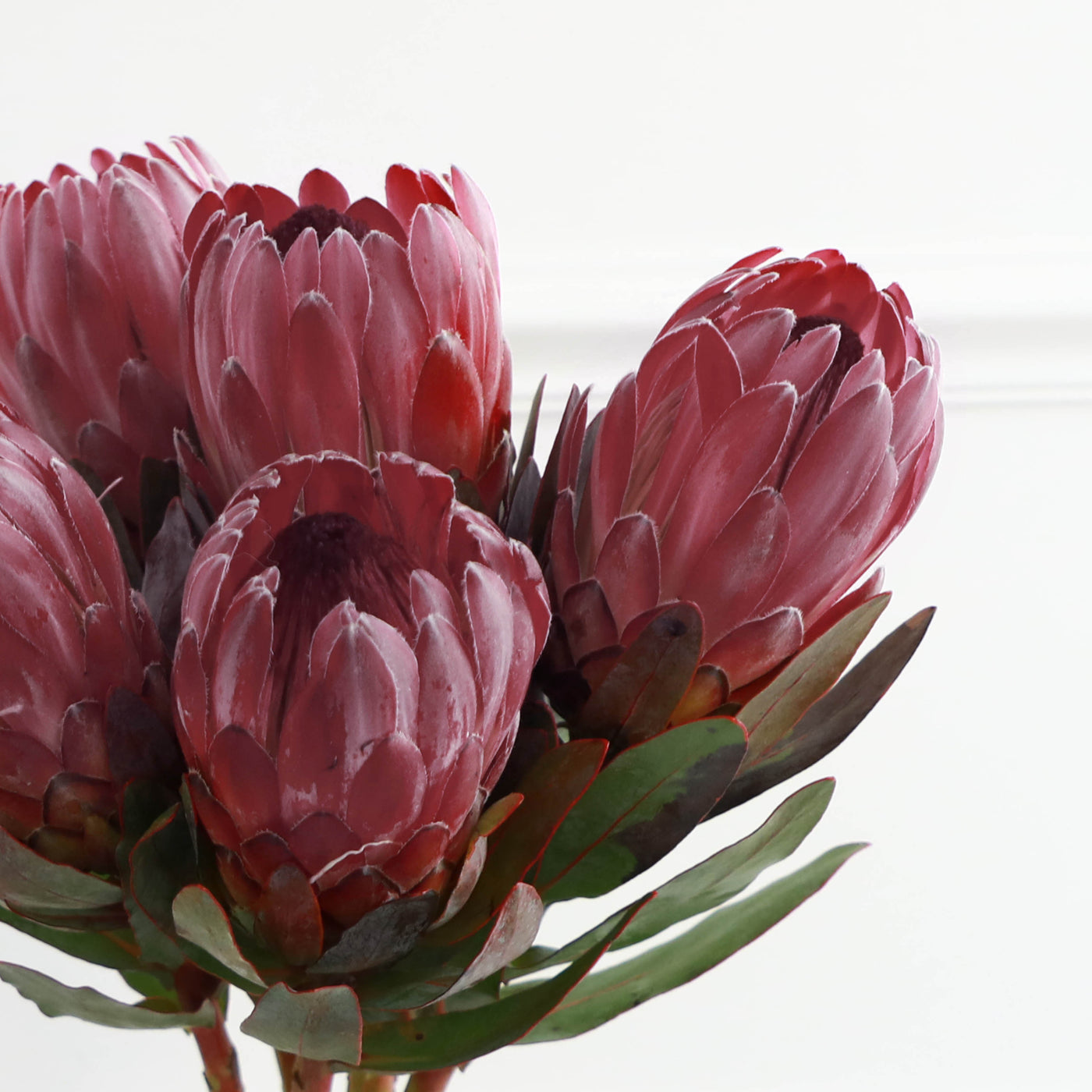 A bunch of Pink Protea