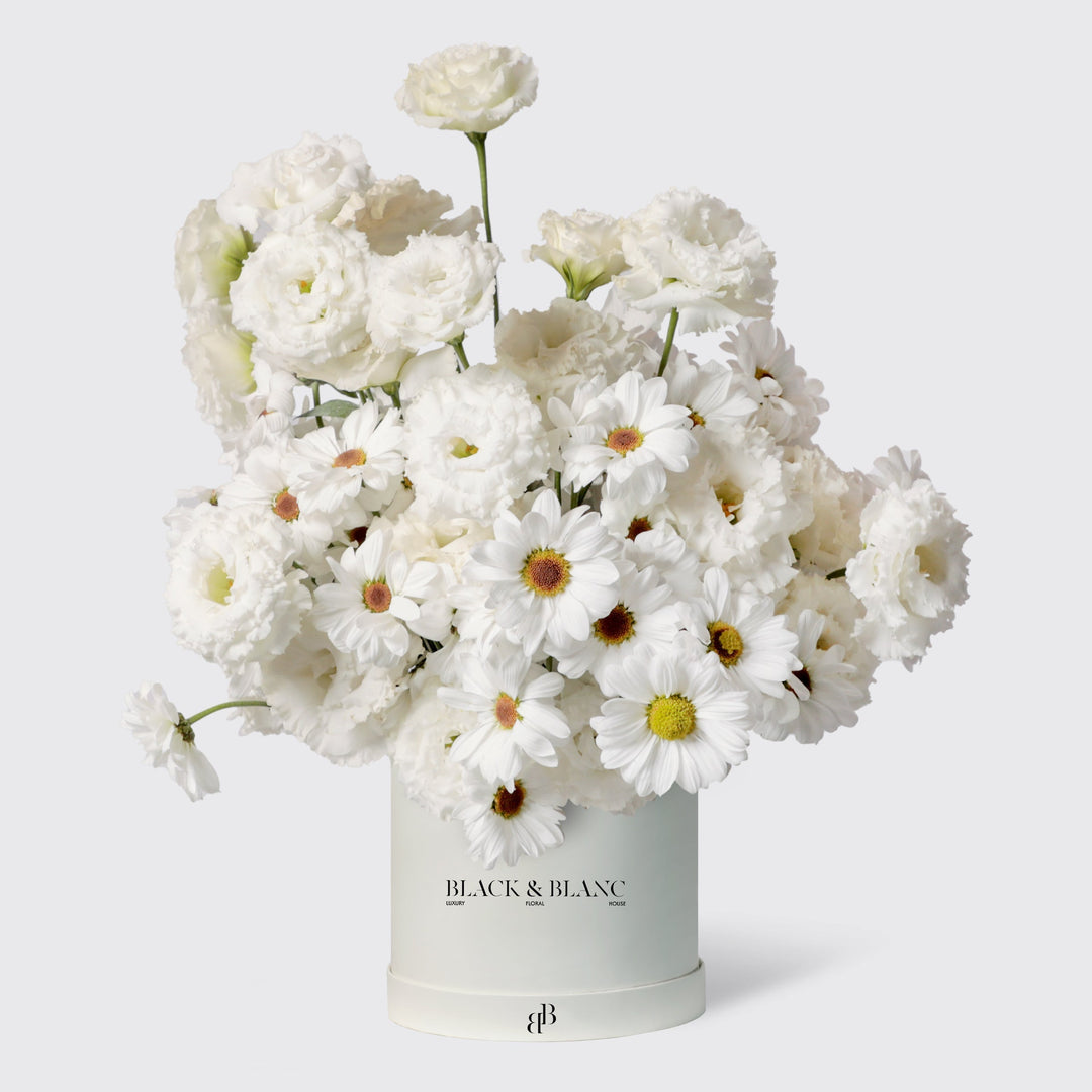 Daisy Cloud в коробке